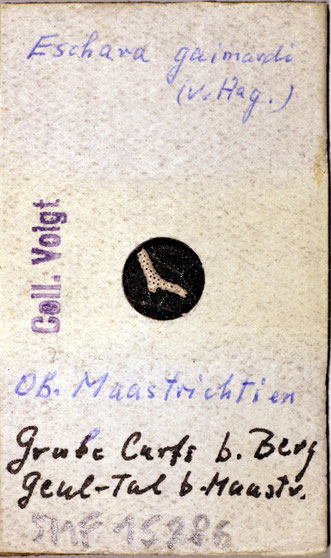 Senckenberg, Bryozoa, Bryozoen, Moostierchen, Sammlung Voigt