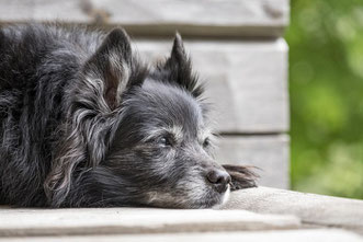 Un vieux chihuahua papillon gris avec le museau blanc la tête posée sur un banc par coach canin 16 educateur canin en charente