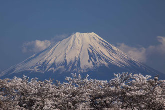 「富士山はいつも桜色」　全紙