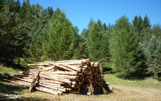 Filière Bois