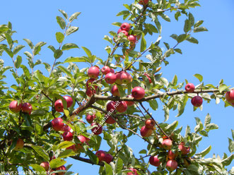 Zur Apfelzeit im Herbst reife, rote Äpfel am Baum unter blauem Himmel