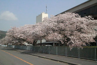 MKの桜