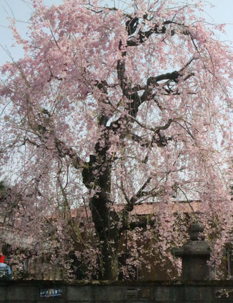 しだれ桜　下ノ段個人宅