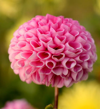 flower Damaris Hoppler Coaching & Training