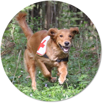 Hundeschule DreamTeam Stonehunter Grigio Amani