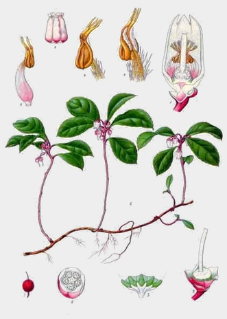 Caption from Wikipedia Gaultheria procumbens by Köhlers Medizinal Pflanzen