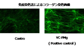 コラーゲン合成試験
