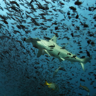 Galapagos Tauchsafari