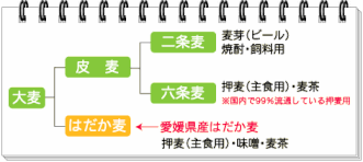 麦の種類