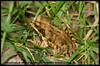 Grasfrosch © NABU eric@neuling.de