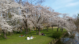 桜の花見