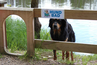 Ein richtiges Hundebad am Wanderweg Bergastigen in Lagan