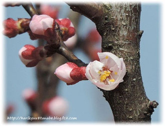 ◆ 石川県小松市 木場潟公園にてアンズの花と遭遇。