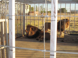 Foto: Ian Mitchler / bloodlions.org