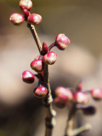 アブラチャンの冬芽〔丸い花芽に柄がある〕