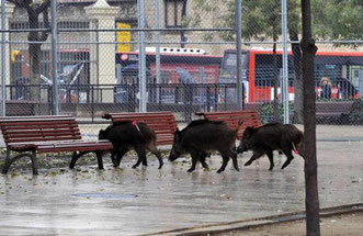 Кабаны в Барселоне