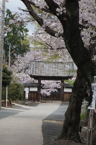 二川宿の東町にある妙泉寺の桜