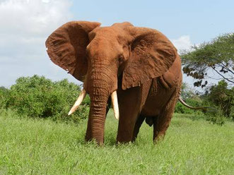 Safari in Kenia Angebote und Tagestouren in Kenia