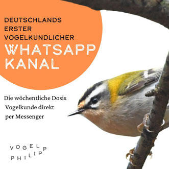 Deutschlands erster vogelkundlicher WhatsApp Kanal mit Vogelphilipp 