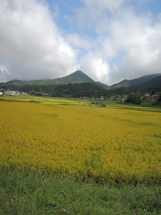 鳥取との県境、剣山を背に実る稲穂。