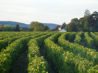 Vignes en appellation régionale Bourgogne (Côte de Beaune). Laurent Gotti