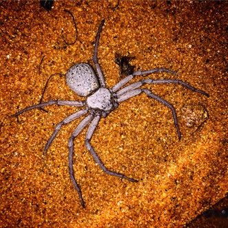 Juveniles Tier von Sicarius terrosus