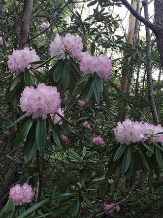 石楠花の花