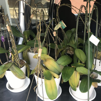 お花の回収屋さん お花の回収屋さん は名古屋で胡蝶蘭の引き取り回収処分を行っています お値打ち 丁寧 名古屋の軽貨物ならジャパンベストサービス