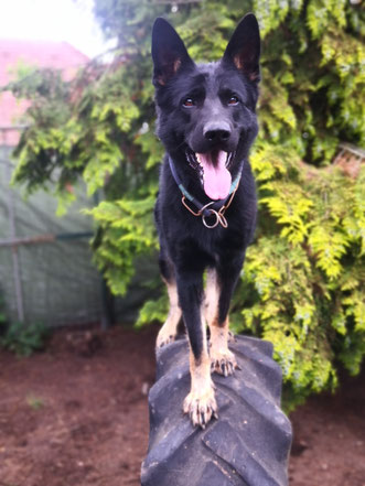 Familienhund Plus, Familienschutzhund, K9, K-9, Schutzhund ausgebildet, Pohl.sh