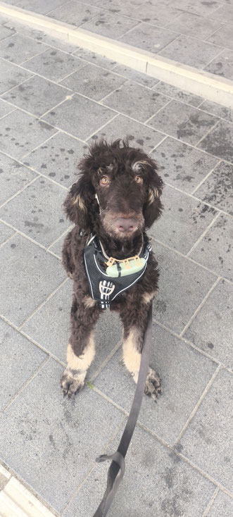 Familienhund Plus, Familienschutzhund, K9, K-9, Schutzhund ausgebildet, Pohl.sh