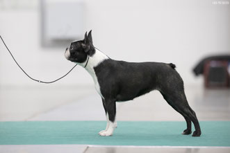 бостон терьер, бостонский терьер, boston terrier, бостон, щенки бостона, питомник бостонов