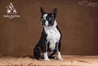 бостон терьер, бостонский терьер, boston terrier, бостон, щенки бостона, питомник бостонов