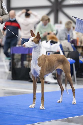 поденко ибиценко, ибицкая борзая, podenco ibicenco, ibizan hound, щенки поденко, питомник поденко ибиценко