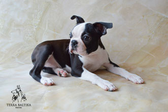 бостон терьер, бостонский терьер, boston terrier, бостон, щенки бостона, питомник бостонов