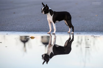 бостон терьер, бостонский терьер, boston terrier, бостон, щенки бостона, питомник бостонов