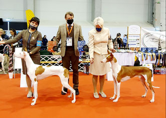 поденко ибиценко, ибицкая борзая, podenco ibicenco, ibizan hound, щенки поденко, питомник поденко ибиценко