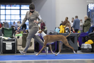 поденко ибиценко, ибицкая борзая, podenco ibicenco, ibizan hound, щенки поденко, питомник поденко ибиценко