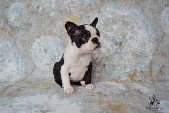 бостон терьер, бостонский терьер, boston terrier, бостон, щенки бостона, питомник бостонов