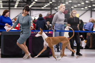 поденко ибиценко, ибицкая борзая, podenco ibicenco, ibizan hound, щенки поденко, питомник поденко ибиценко