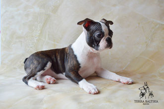 бостон терьер, бостонский терьер, boston terrier, бостон, щенки бостона, питомник бостонов