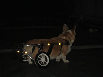 犬の車椅子　犬用車椅子　犬の車いす　犬用車いす　犬　車椅子