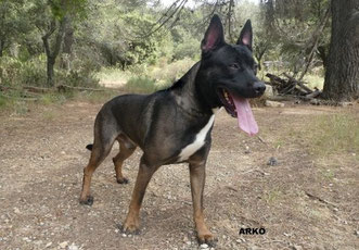ARKO