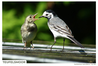 Foto: Rolf Metzing