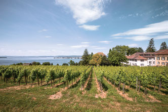 Thurgau, Bodensee, Gruppenreise, Untersee, Wein, Schifffahrt, Arenenberg