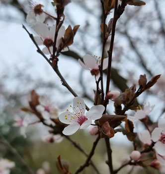 Kirschblüte Obstbaumschnitt