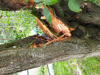Baumkontrolle, gebrochener Pflaumenbaum