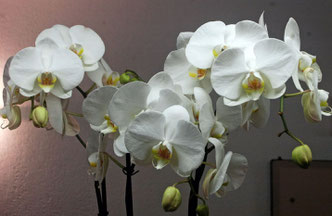 phalaenopsis, belle et facile à cultiver