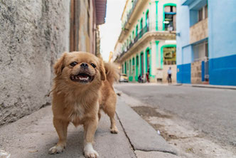 © fotograafminou.nl | Straathond in Havana, Cuba