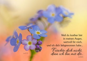 Vergissmeinnicht, Christliche Karten