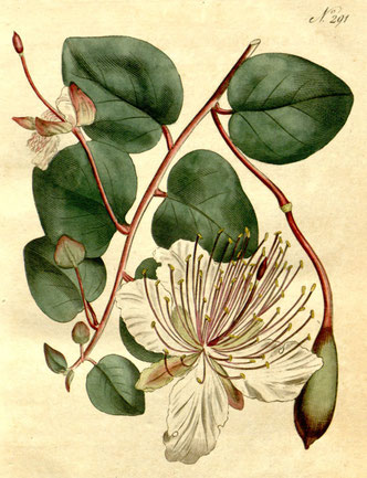 Capparis spinosa